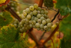 Bild für Kategorie WEISS & TROCKEN