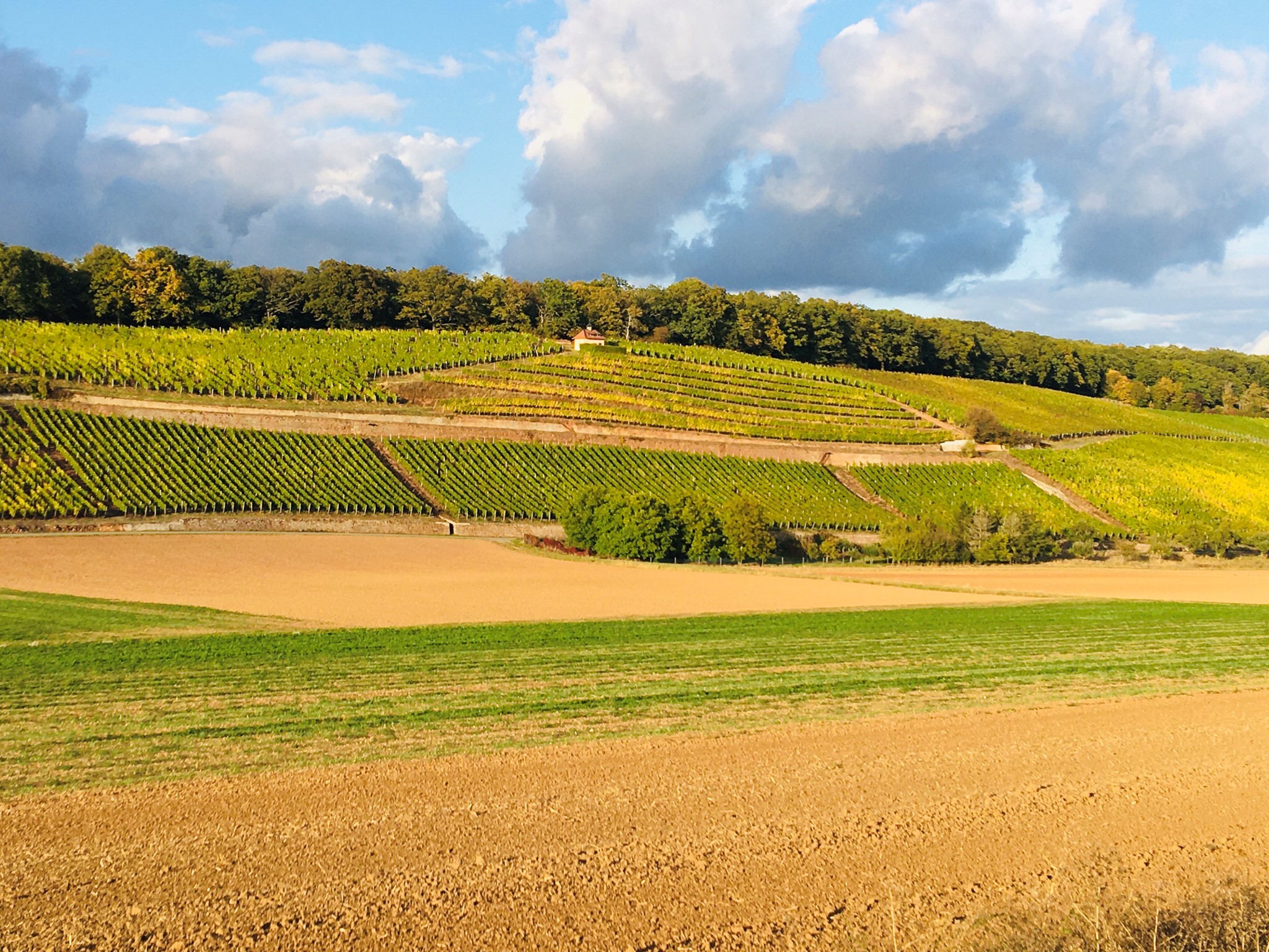 Bild von Wandern in Langenlonsheim: Nahe, Wald und Weinberge